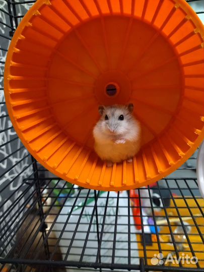 Джунгарский хомяк