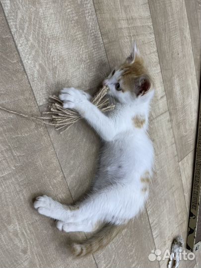 Котики бесплатно
