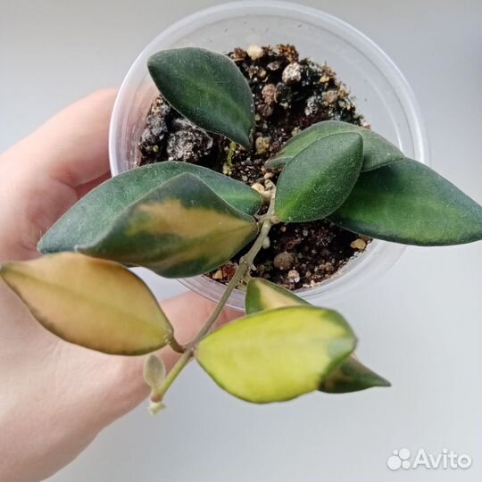 Хойя Тсанги/Буртони Вариегатная