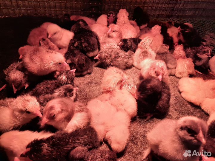 Цыплята суточные
