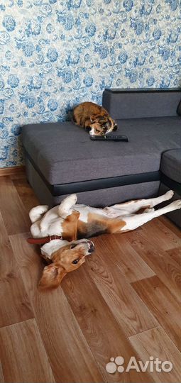 Передержка собак