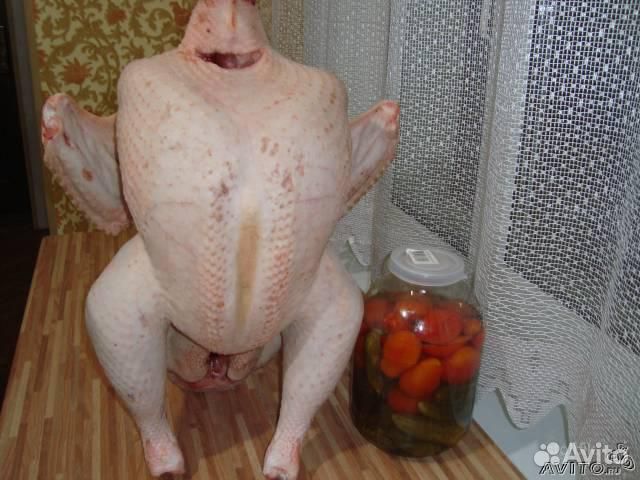 Индюки биг 6 на мясо