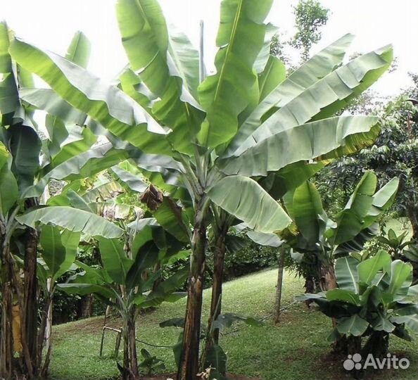 Банановое дерево(пальма)