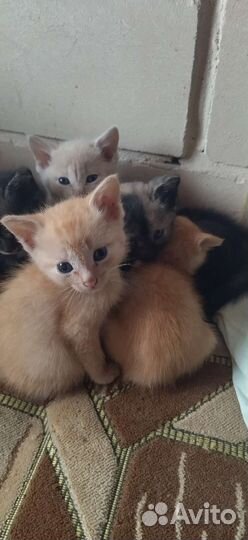 Кошки в добрые руки