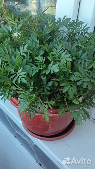 Бархотки кустовые