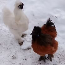 Китайские шелковые петушки