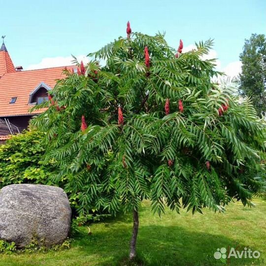 Семена сумаха