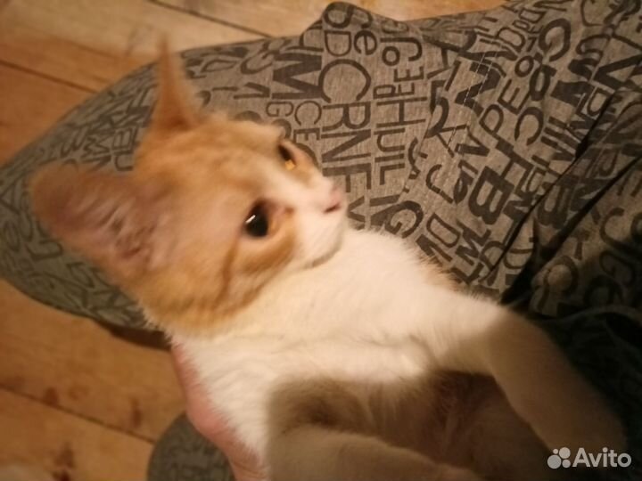 Кошка и Кот в добрые руки
