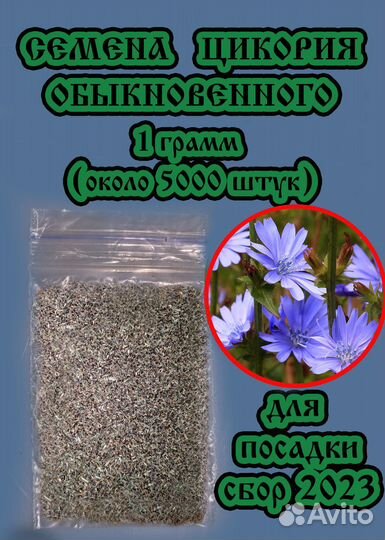 Семена цикория обыкновенного около 5000 шт