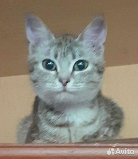 Степанида ищет дом