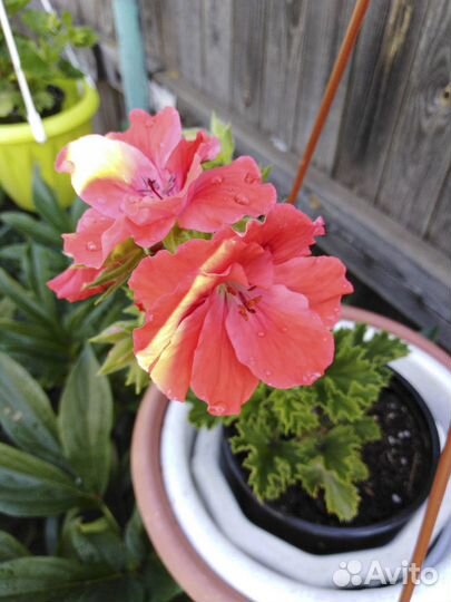 Пеларгонии королевские