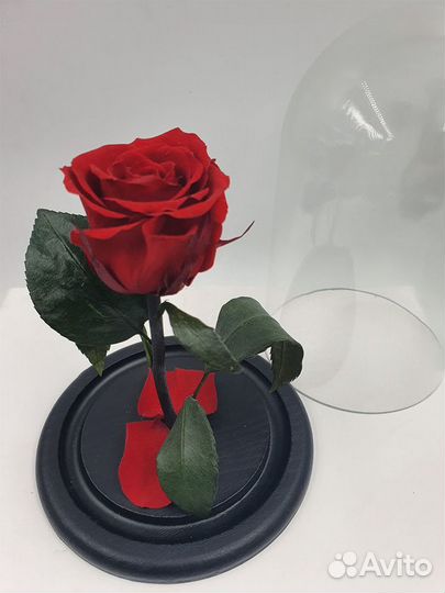 Долговечная роза