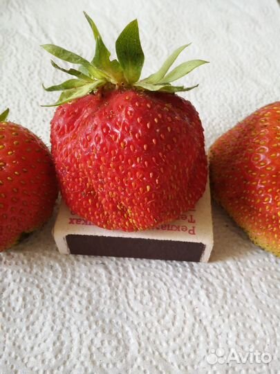 Клубника Королева Елизавета и Елизавета II