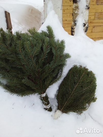 Веники для бани пихта