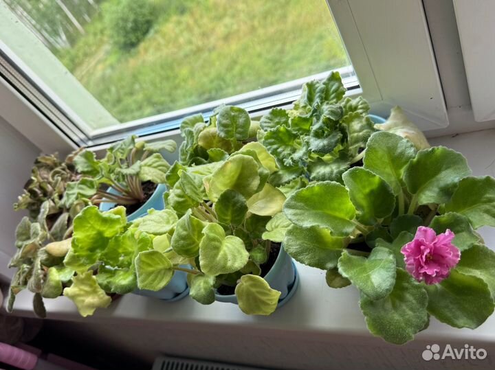 Продам фиалки коллекционные сорта