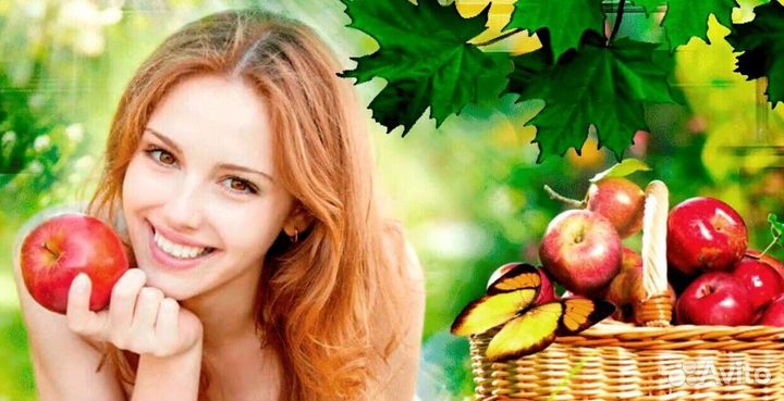 Сборщик яблок в саду с проживанием