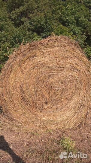 Продам сено в рулонах