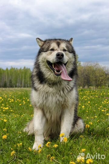 Маламут для вязки