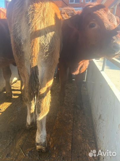 Телочки и бычки