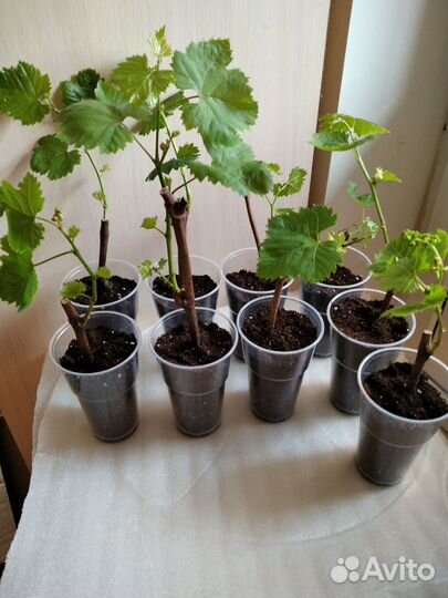 Саженцы винограда кишмиш