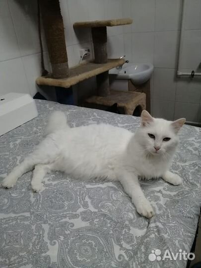 Котик Виталик