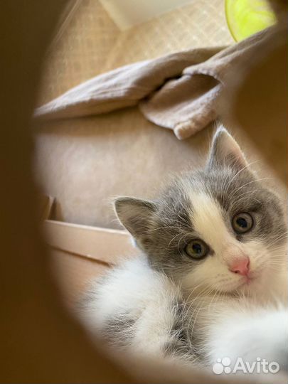 Отдам котенка в добрые руки