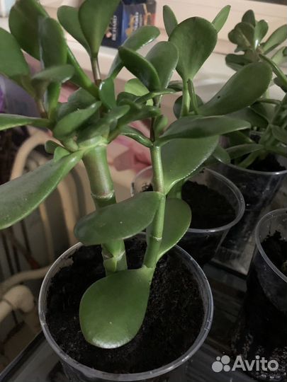 Толстянка,аэлое