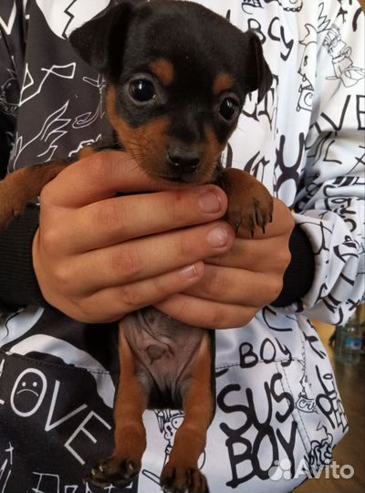 Мини той-терьер