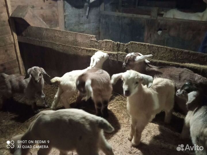 Козлята