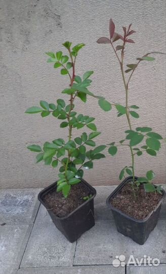 Роза плетистая 