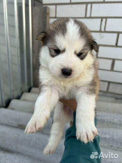 Щенки маламута