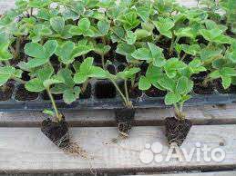 Рассада земляники садовой (клубники)