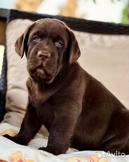 Шоколадный малыш