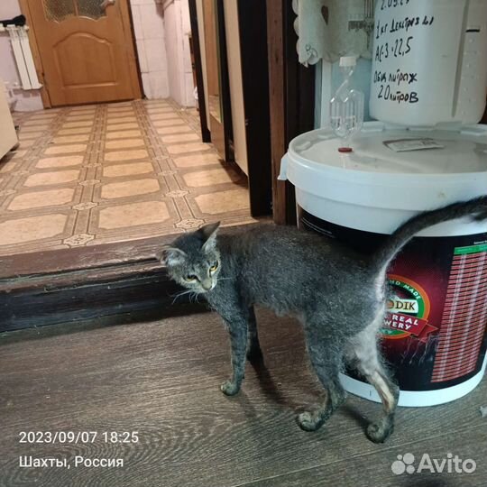 Донской сфинкс браш котята