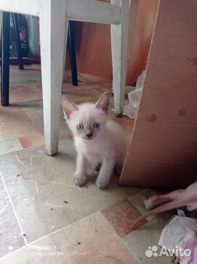 Котята сфинкс