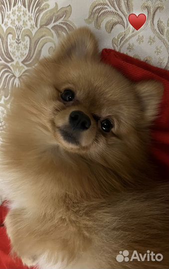 Немецкий шпиц/вязка