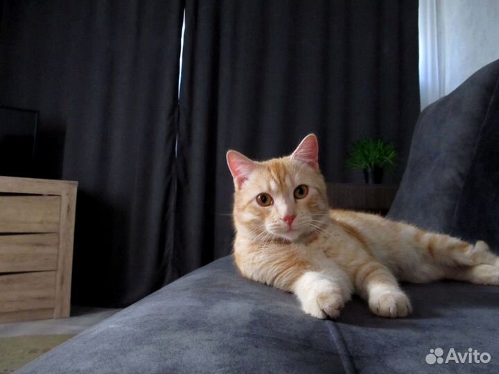 Отдам кота в добрые руки
