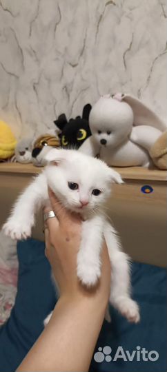 Британские котята в дар