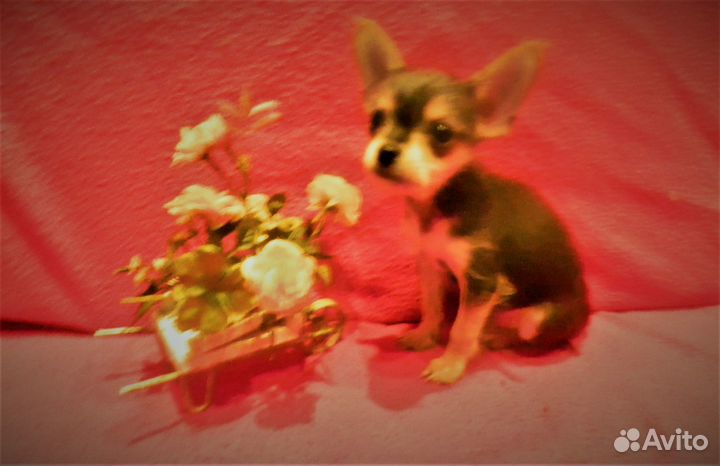 Маленький Вилли