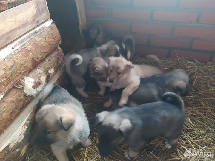 Продам щенков заподносибирской лайки