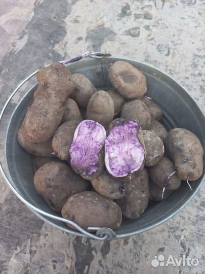 Фиолетовый картофель