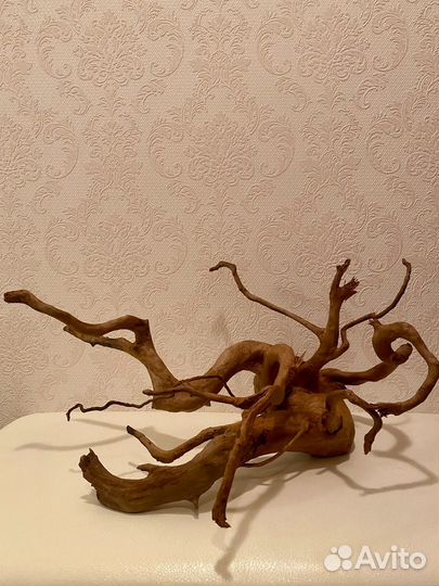Коряга