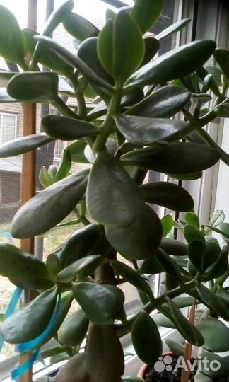 Толстянка, денежное дерево полезное как Аллой