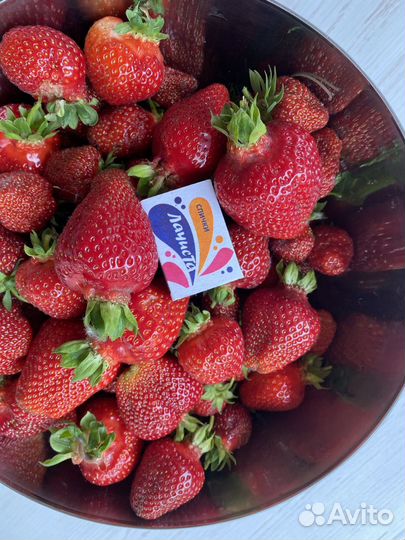 Рассада клубники Азия