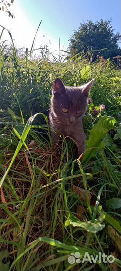 Котики бесплатно в добрые руки