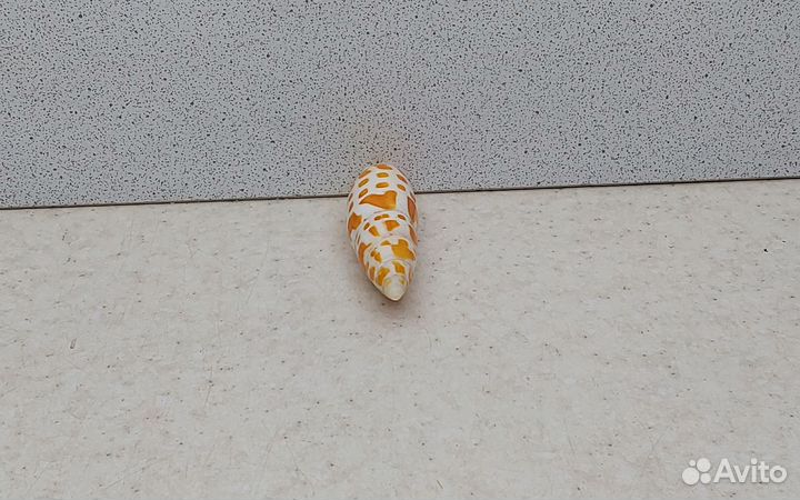 Митра Митра 6,30 морская ракушка раковина