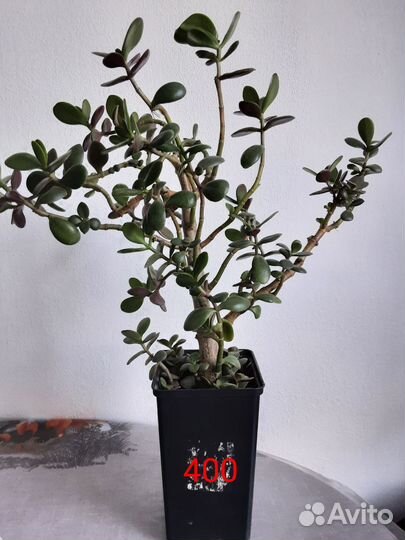 Замиокулькас,толстянка.денежное дерево