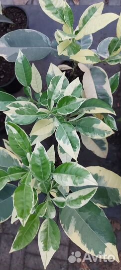 Саженцы цитрусовых Помело Вариегатное