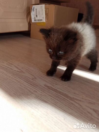 Котята