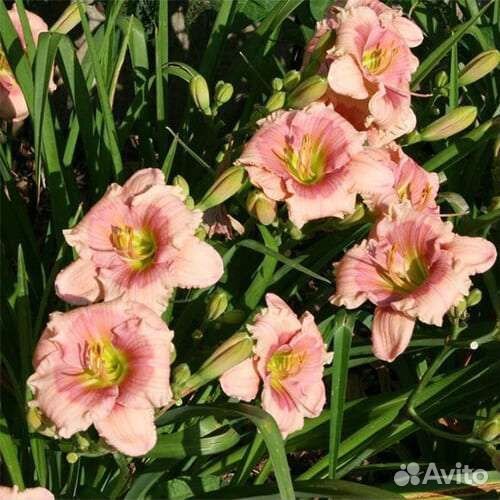 Лилейник, папоротник. Многолетние